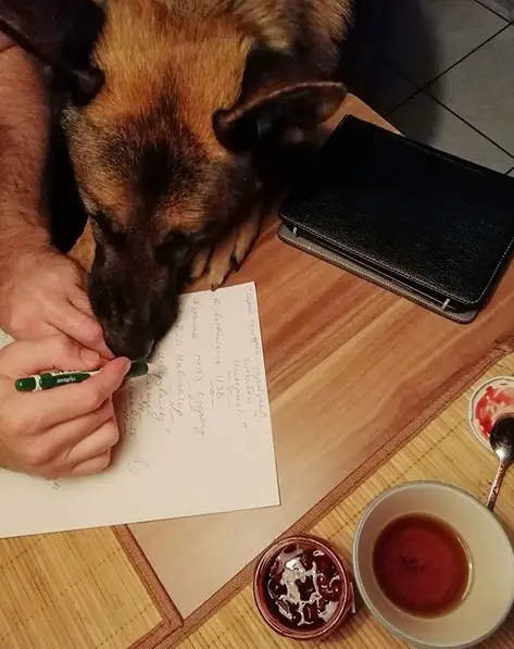 A German Shepherd with its nose in the paper of a man writing on it
