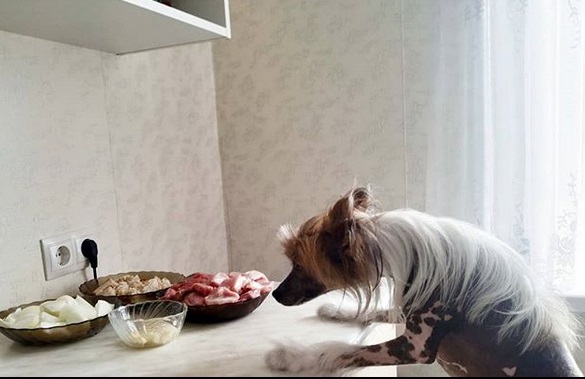 A Chinese Crested Dog smelling the food on top of the tabe