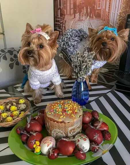 two Yorkshire Terriers in their cute outfits standing on top of the table behind their cake