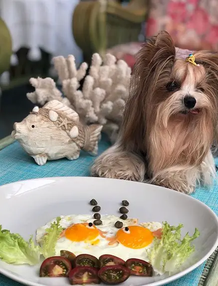 Yorkie lying on the table with a plate of breakfast food in front of her