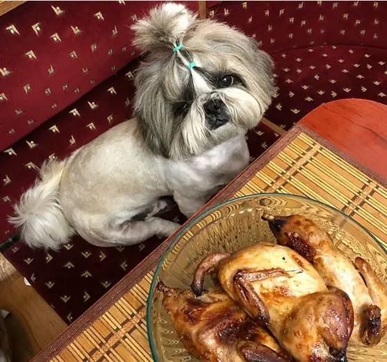 Shih Tzu sitting on the couch next to the chicken in a bowl on the table
