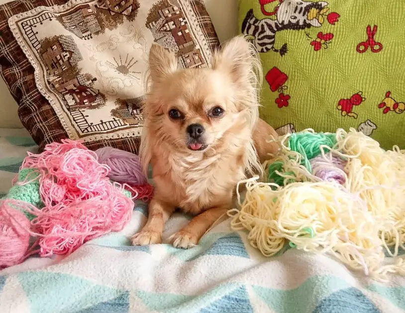 Chihuahua lying down on the bed with colorful yarns piled up beside her