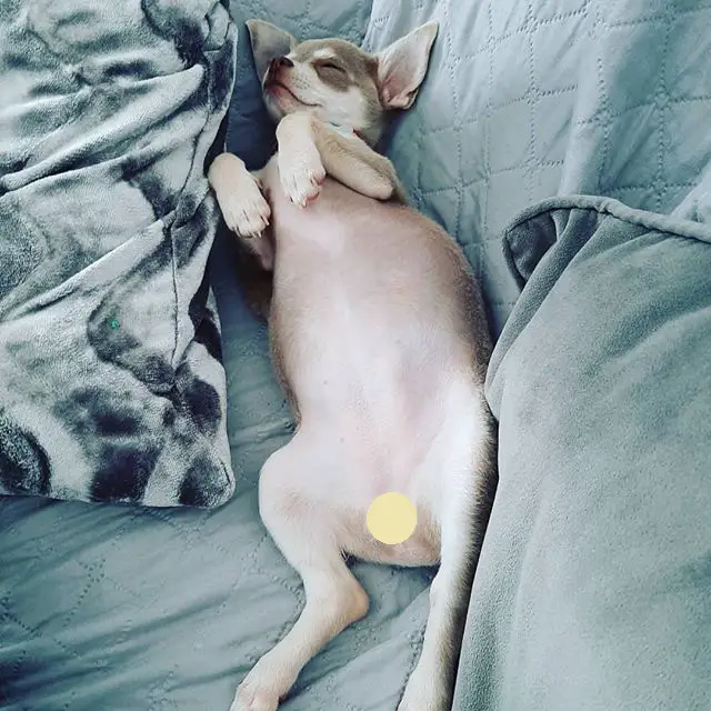 Chihuahua on the bed sleeping