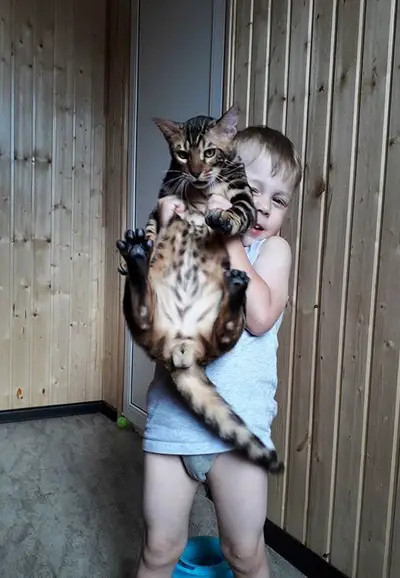 A little boy holding up a Bengal Cat