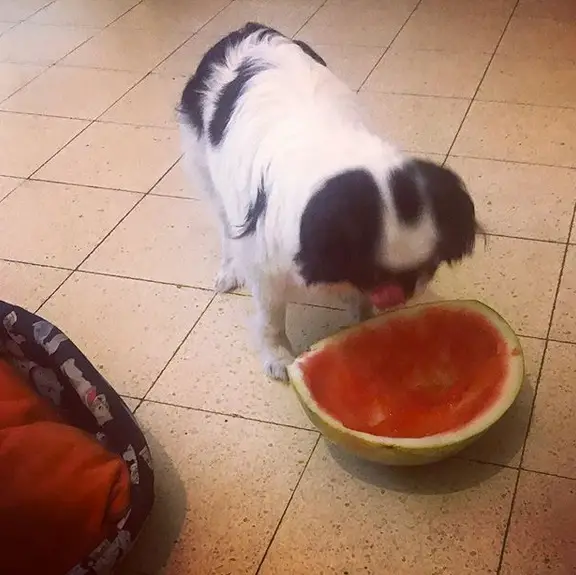A Japanese Chin standing on the floor while eating watermelon