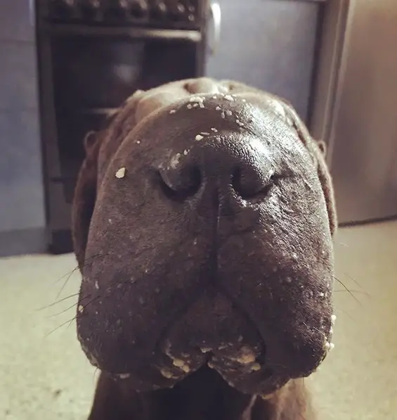 close up photo of the mouth and nose of a Shar Pei with smudged food