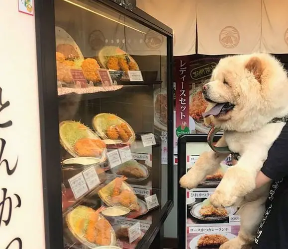 A man carrying a Chow Chow while facing the displayed meals