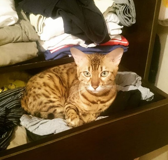 A Bengal Cat lying on top of the clothes in the drawer