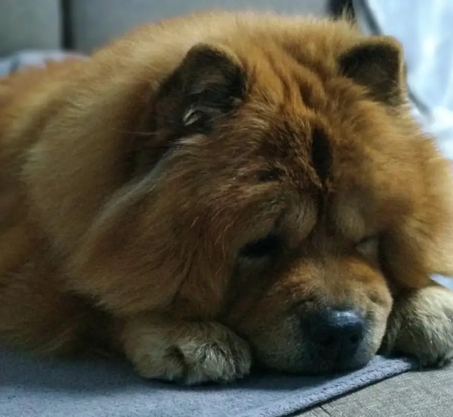A Chow Chow lying on the couch