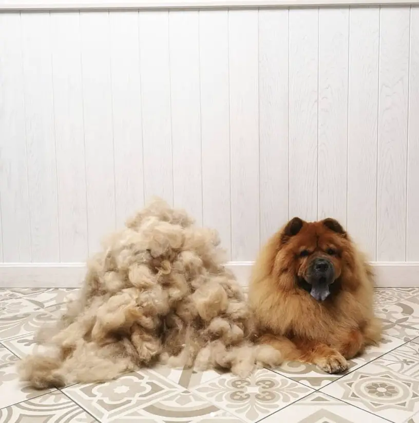 red Chow Chow lying down on the floor beside its shredded fur