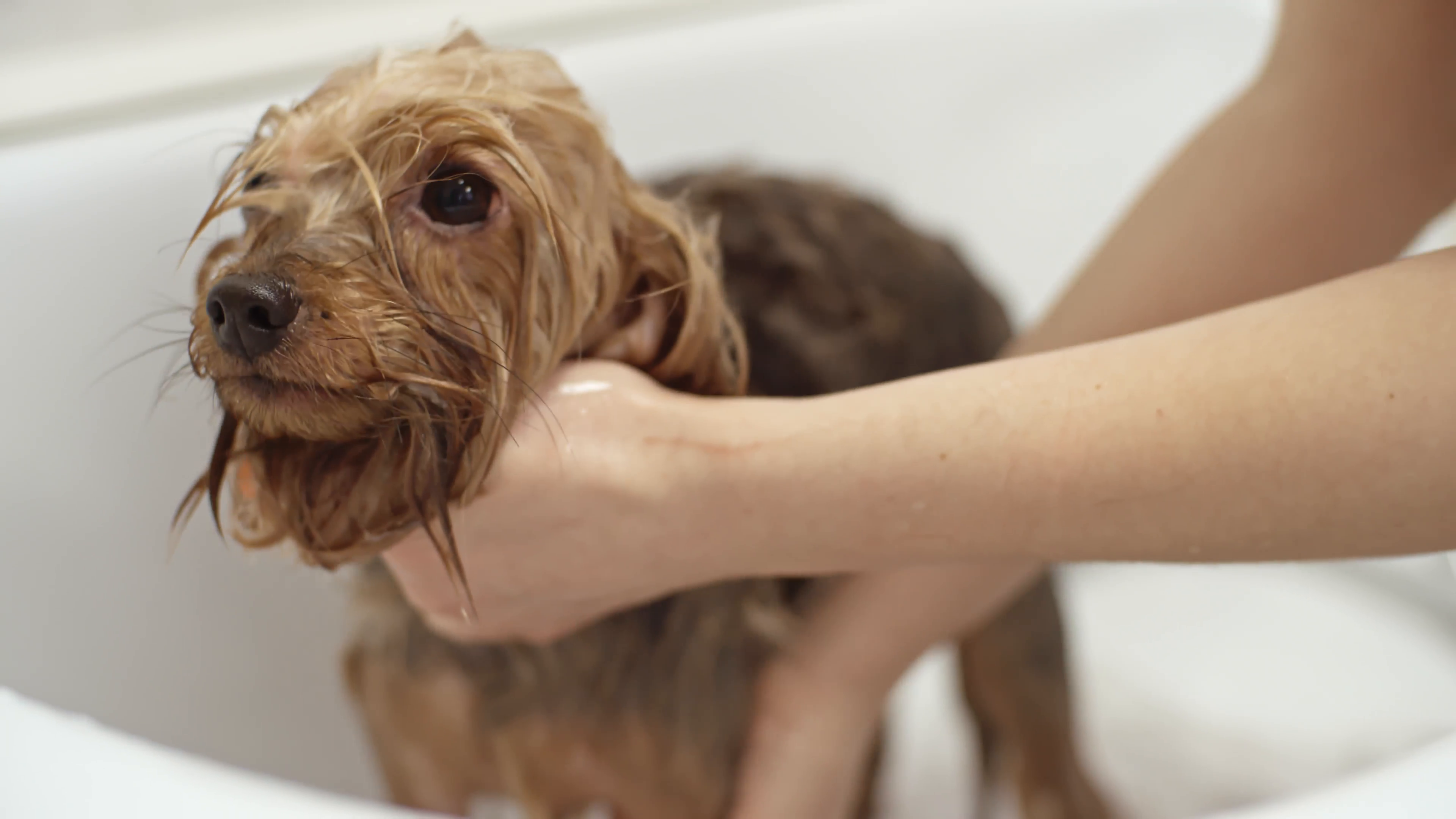 A Yorkshire Terrier being washed in the bathtub