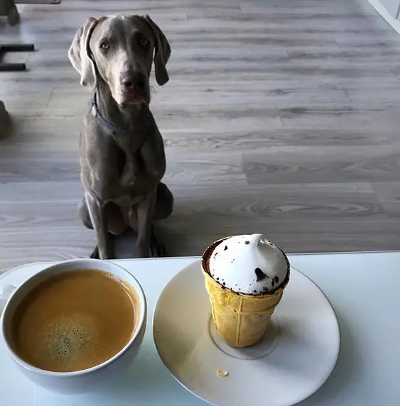 A Weimaraner sitting on the floor behind behind the soup and ice cream on top of the table
