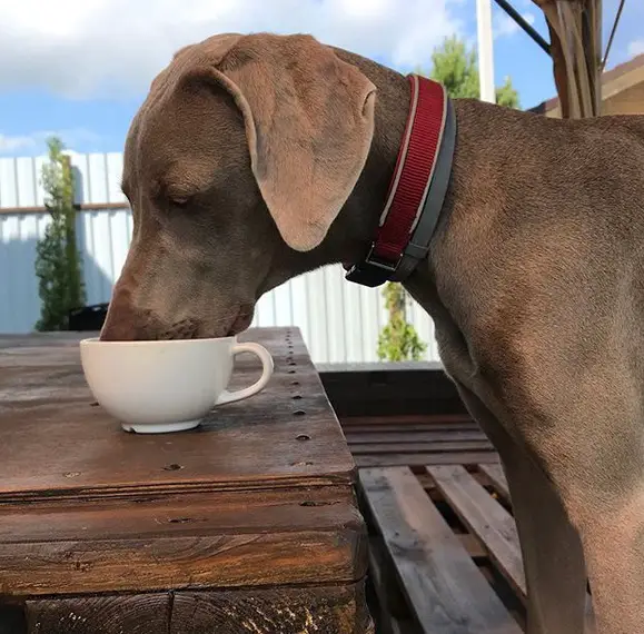 A Weimaraner standing on the bench while licking a drink from the cup