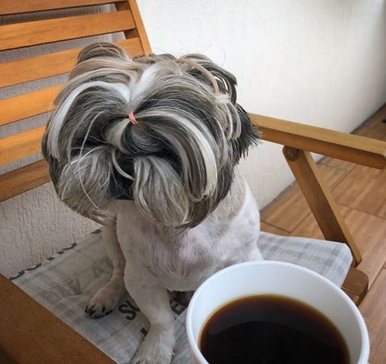 Shih Tzu sitting on the chair with a cup of coffee in front of her