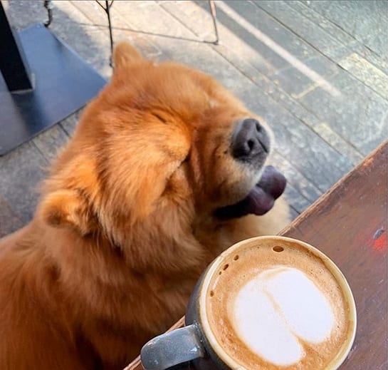 A Chow Chow standing below the table with a cup of coffee on top