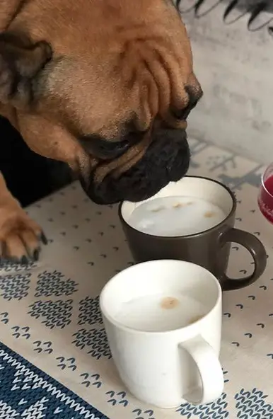 A French Bulldog smelling the coffee in the mug