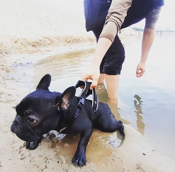 A French Bulldog lying in the sand at the beach while a woman is holding its harness
