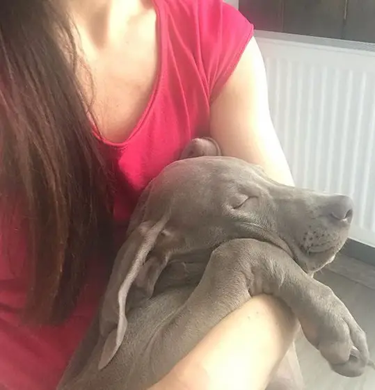 A Weimaraner puppy sleeping in the arms of the woman