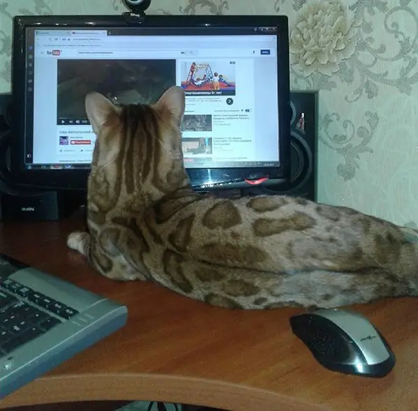 A Bengal Cat lying on top of the table while staring at the computer monitor