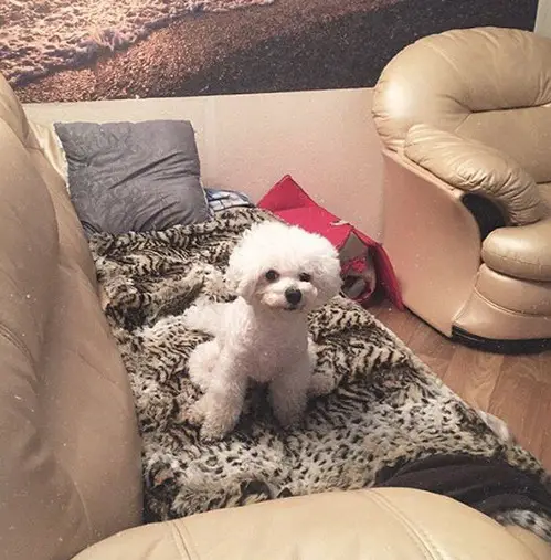 A Bichon Frise sitting on the couch