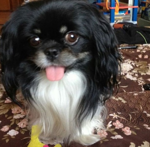 A Japanese Chin sitting on the floor with its tongue out