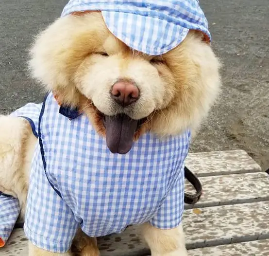 A Chow Chow wearing a blue checkered short and hat while sitting on the wood with its tongue sticking out