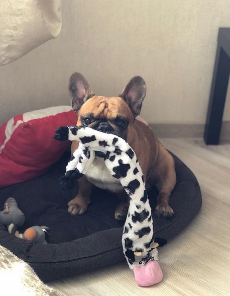 A French Bulldog sitting on its bed with its cow toy in its mouth