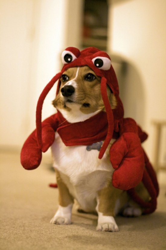 Beagle in crab costume