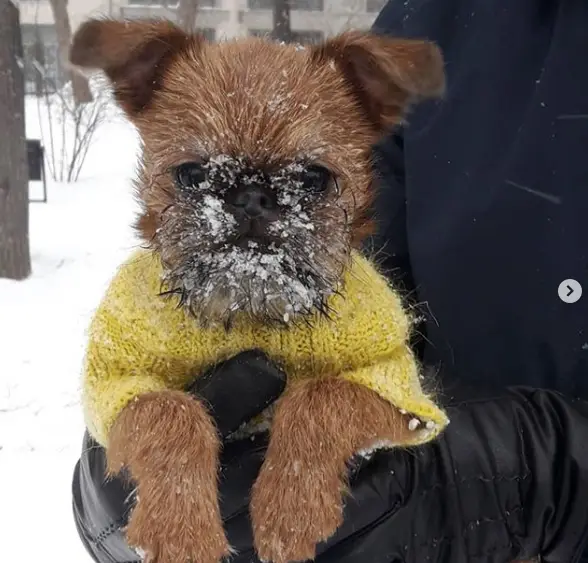 A Brussels Griffon wearing a yellow sweater with a snow in its face while being carried by a person