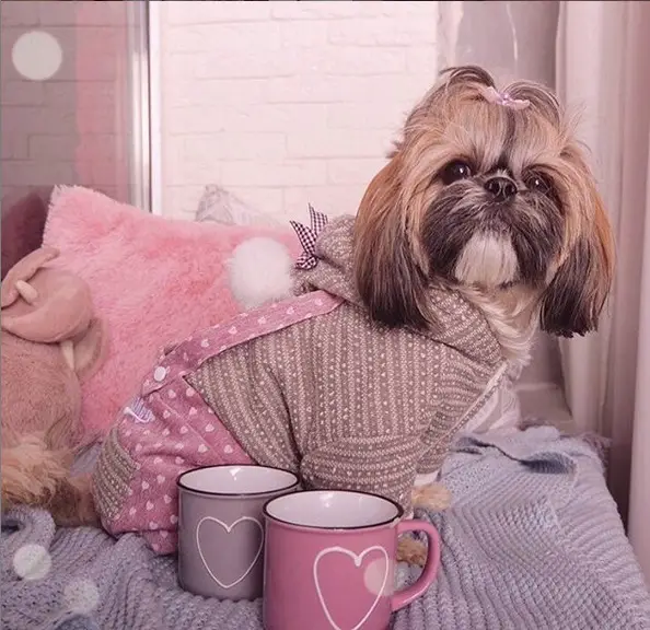 Shih Tzu wearing a cute brown sweater with a pink jumper while sitting on the bed with two cute mugs in front of her