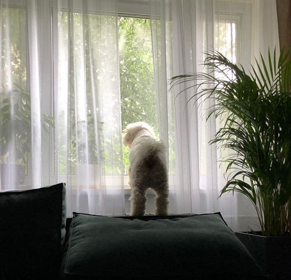 A Bichon Frise standing on top of the couch while looking outside through the window