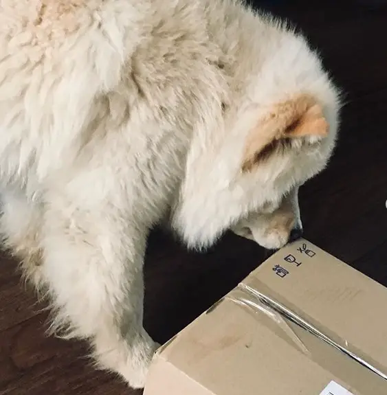 A white Chow Chow standing on the floor while smelling the package in front of him