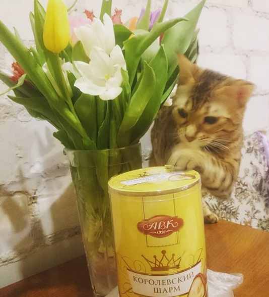 A Bengal Cat with its paw on top the canned food on top of the table