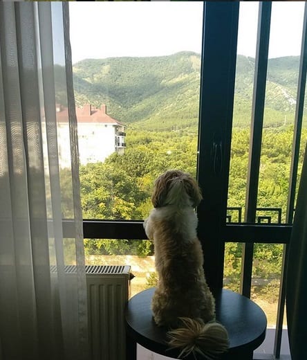 Funny Shih Tzu looking out the window while sitting on a table