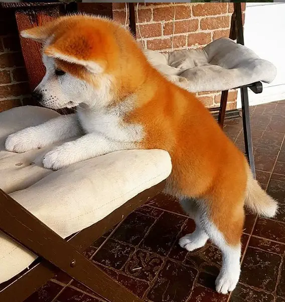 An Akita puppy standing up leaning towards the chair