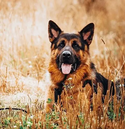 A German Shepherd lying in the field of grass with its tongue out
