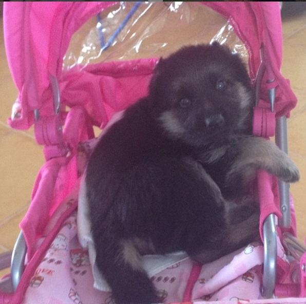 A German Shepherd puppy in a stroller