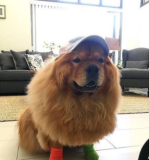 A Chow Chow wearing a hat and orange and green socks while sitting on the floor