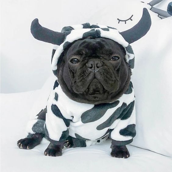 French Bulldog Puppy wearing cow costume sitting on top of the bed