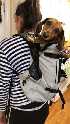 A woman wearing a backpack with a Dachshund inside