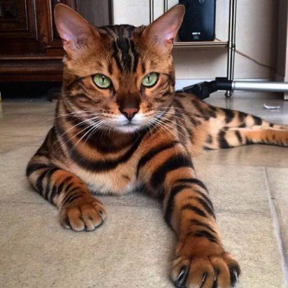 Bengal Cat lying down on the tiled floor