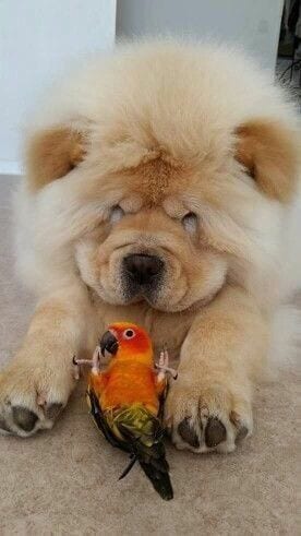 A Chow Chow lying on the floor with a bird in front of him