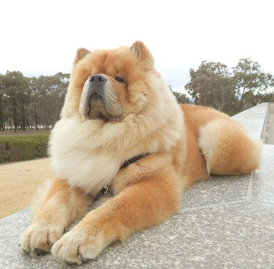 A Chow Chow lying on the pavement at the park