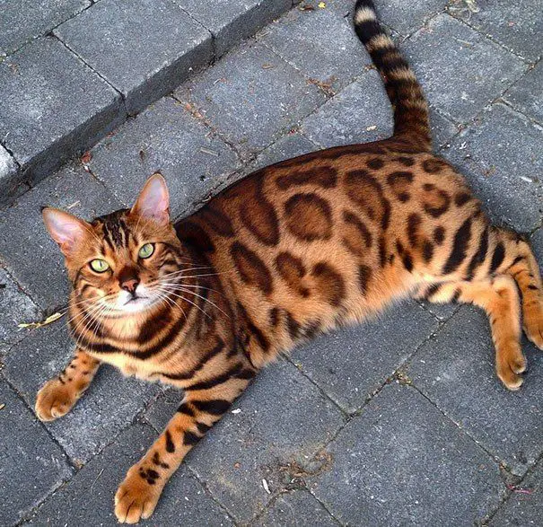 Bengal Cat lying down on the pavement