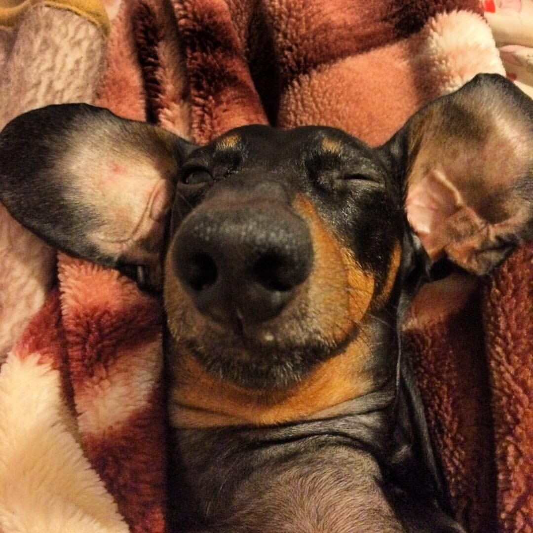 A Dachshund sleeping soundly on the bed with its ears spread out