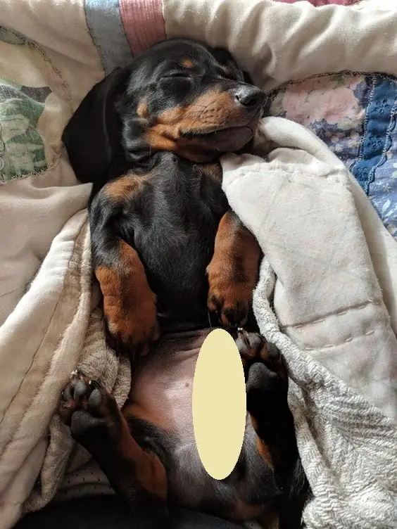 A Dachshund puppy sleeping soundly on the bed