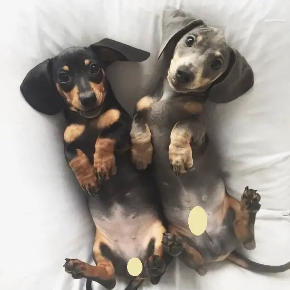 two Dachshund puppy lying in bed