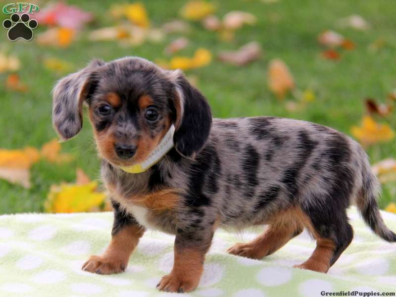 A Daschmatian puppy standing on the blanket at the park
