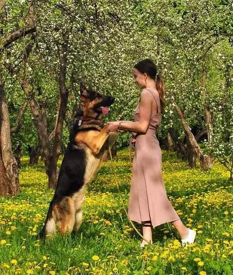 A woman standing in the field of yellow flowers and trees with yellow flowers with her German Shepherd standing up in front of her while holding its paws