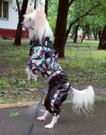 A Chinese Crested Dog wearing a jacket and pants standing up in the street